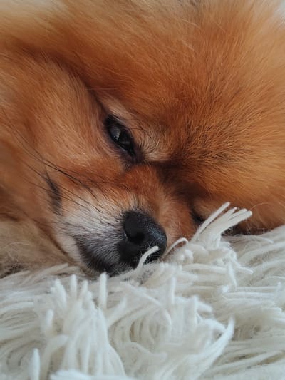 A close-up, eye-level shot features a Pomeranian dog resting on a fluffy white rug. The dog's ginger-colored fur is prominent, with its head turned to the right, showing a relaxed and sleepy demeanor. The dog's black nose is slightly damp and appears to be pressed into the rug. The background is filled with the soft, textured fibers of the rug, creating a cozy and comfortable atmosphere. There are no people or other animals visible in the frame. The scene is indoors, and no specific location in Trudovoye, Russia can be determined from the visual information provided.