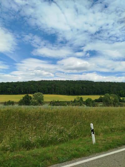 The image captures a rural landscape under a partly cloudy sky, with a road visible in the foreground. The sky is a bright blue with scattered white clouds. Below the sky is a distant treeline of dark green coniferous forest. In front of the forest is a wide, bright yellow field, likely a crop field. In the immediate foreground, there is a grassy verge with tall, dry grasses and small purple flowers, transitioning to a neatly mown green lawn closer to the road. A white roadside marker with black reflective dots is positioned on the verge. The road itself is asphalt with a white line marking its edge. The scene is peaceful and natural, typical of the countryside in Boxberg, Germany. There are no people or animals visible in the image.