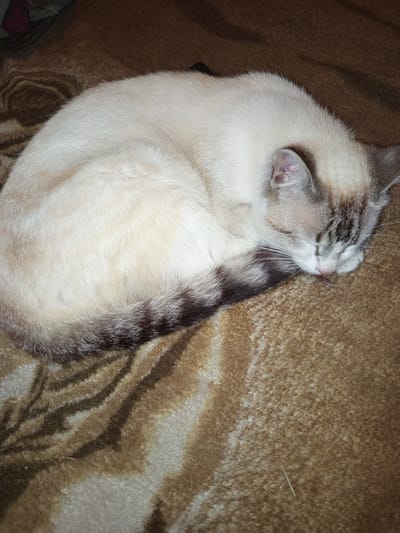 This is a close-up, eye-level, vertical shot of a light-colored cat with tabby markings sleeping curled up on a brown, patterned blanket. The cat's fur is predominantly cream-colored with darker gray and brown stripes on its tail and face. Its eyes are closed, and its head is tucked into its body, suggesting a deep sleep. The blanket has a pattern of alternating brown and lighter tan stripes, giving it a slightly abstract, possibly animal-print appearance. The lighting appears to be artificial, casting soft shadows and highlighting the texture of the cat's fur and the blanket. The overall mood is peaceful and cozy, capturing a moment of quiet rest. No text is visible in the image. The location context of Sloviansk, Ukraine, provides a general geographic setting for the image.