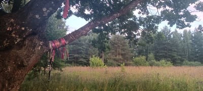 A thick tree trunk is in the foreground, with a large branch extending diagonally across the image. The trunk and branch are decorated with multiple colorful ribbons tied around them. The tree is in a field of tall, dry grass dotted with small purple flowers. In the background, a dense forest of various trees, including pine and birch, creates a dark green backdrop. The sky above is a pale blue with a few wispy clouds. The scene appears to be a natural landscape, possibly in the Gzhel'-1 Kp, Russia, area, given the vegetation.