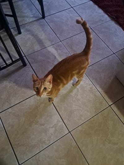 The image depicts an indoor scene in Mitchells Plain, South Africa, featuring a solitary orange tabby cat standing on a light-colored tiled floor. The cat exhibits a predominantly orange coat with faint stripe patterns, light-colored eyes, and a visible dark collar. It faces slightly towards the viewer, head tilted upwards, with its tail raised vertically, curling at its lighter-colored tip. The floor consists of square ceramic tiles with dark grout lines and a subtle mottled pattern. Partially visible on the left are dark, tubular metal legs from an unidentifiable piece of furniture, casting distinct shadows onto the tiles. A fragment of dark red textile is visible at the extreme upper right edge of the frame.