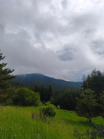 This vertical landscape image depicts a mountainous, forested region near Lilkovo, Bulgaria, under an overcast sky. The upper portion of the frame is dominated by heavy, light-grey to dark-grey stratocumulus clouds, with some areas of brighter cloud and faint hints of lighter sky. A small, dark, indistinct speck, possibly a bird or insect, is visible high in the central-left sky.
The middle ground features a prominent, densely forested mountain peak, appearing dark green due to the coniferous trees and the diffused lighting. The summit of this mountain is partially enveloped in a layer of low-hanging mist or clouds, obscuring the highest parts. To the right of the central peak, other forested hills extend into the distance.
The foreground consists of a vibrant green, overgrown grassy field or meadow, with varying heights of grass and some wildflowers or weeds interspersed. On the left side of the foreground, the branches of a conifer tree, possibly a pine, are visible. Towards the center-left, a compact, round-shaped bush or small tree with lighter green foliage stands within the meadow. On the right side, another conifer tree with a visible, slightly leaning trunk and extensive branches grows at the edge of the grassy area, bordering the deeper forest. The overall light is soft and even, characteristic of a cloudy day, with no harsh shadows. No human figures or man-made structures are visible.