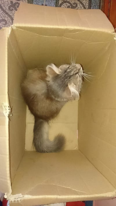 A domestic shorthair cat with grey and tan tabby markings is captured in a high-angle, close-up shot inside a cardboard box. The cat is positioned in the center of the frame, looking upwards and to the right with its head tilted. Its tail is curled and rests on the bottom of the box. The box itself is plain brown cardboard, showing some signs of wear and tear, with folded flaps visible at the top. The background consists of a tiled surface with a mosaic pattern in blue, white, and black. The scene appears to be indoors, possibly in a home setting. There is no information available to place this image in Dvirets, Ukraine.