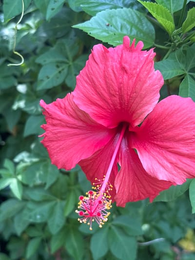 A vibrant red hibiscus flower is in full bloom, its petals unfurling against a backdrop of lush green foliage. The flower's stamen, tipped with bright yellow pollen, extends outwards, adding a delicate contrast to the bold red of the petals. The surrounding leaves, varying in shades of green, create a soft, natural setting. The image is a close-up shot, emphasizing the intricate details of the hibiscus bloom and its surrounding environment. There is no indication of human presence, nor any specific location within Nanwan Village, China.