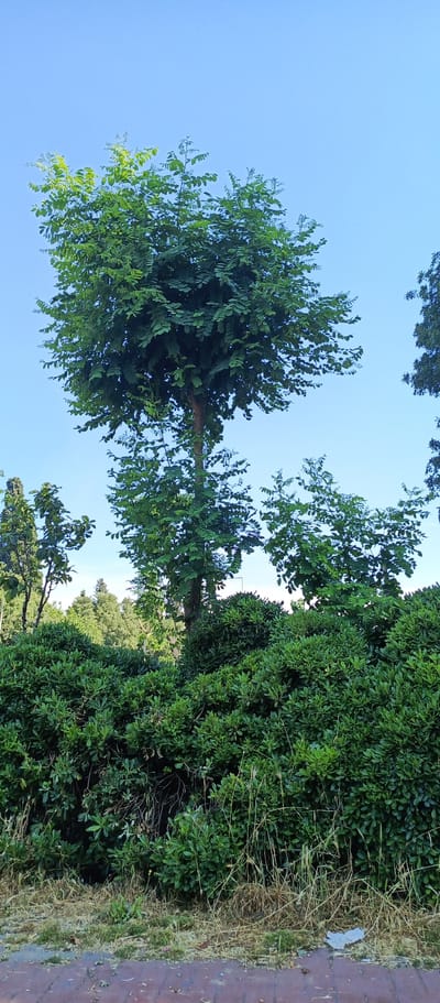 This media file depicts an outdoor scene under a clear blue sky, suggesting fair weather and daytime. The dominant subjects are lush green foliage and trees, indicating a natural or park-like setting.

In the foreground, there is a dense hedge of dark green, leafy bushes, with some dry, yellowish grass and scattered debris at their base. A portion of a brick or paved walkway is visible at the very bottom.

Behind the hedge, several trees are prominent. The most striking is a tall tree with a rounded, full canopy of light green leaves, supported by a slender trunk. To the left and right of this central tree, other trees and dense greenery are visible, with some appearing taller and more mature. The overall impression is one of abundant plant life.

The scene appears to be a peaceful, possibly urban, green space, given the presence of the paved area. There are no people or specific objects identifiable beyond the natural elements and the pathway. The lighting suggests it is likely morning or afternoon. The location context provided is Zeytinburnu, Turkey. There is no visible text within the image.