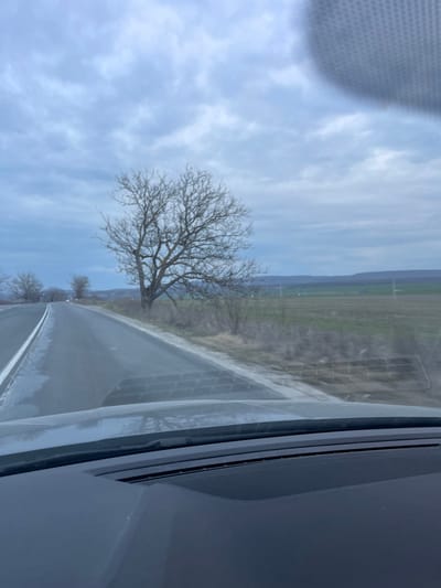 The image depicts a rural roadside scene in Struino, Bulgaria, captured from inside a vehicle through its windshield on an overcast day. The foreground features the vehicle's dark grey dashboard, including a textured speaker grille, with reflections on the windshield showing a grid pattern and the silhouette of a bare tree. A paved asphalt road, appearing damp and reflective, extends into the midground, curving gently to the left. A solid white line marks the left edge of the visible road surface. On the right side of the road, a large, leafless deciduous tree stands on a wide dirt shoulder. Beyond the road and the tree, an expansive open field, showing patches of green and brown vegetation, stretches towards the horizon. In the distant background, low hills are visible, traversed by utility poles or power lines. No individuals or active interactions are discernible within the frame.