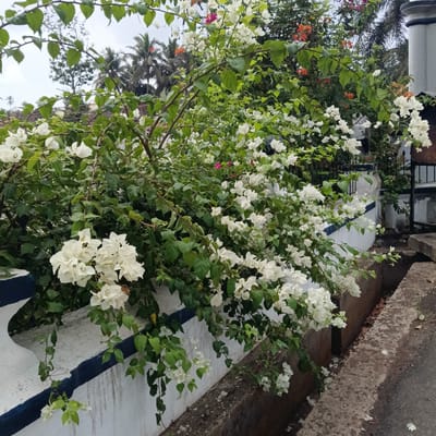 A medium shot depicts a concrete, white-washed wall with a dark blue painted line, over which a bougainvillea shrub laden with white bracts cascades. The shrub's green leaves are interspersed with the papery white blossoms, and some fallen blossoms are scattered on the concrete pavement below. In the background, hints of other plants with orange and pink flowers can be seen. Further in the distance are coconut trees against a cloudy sky. The location is potentially Marna, India.