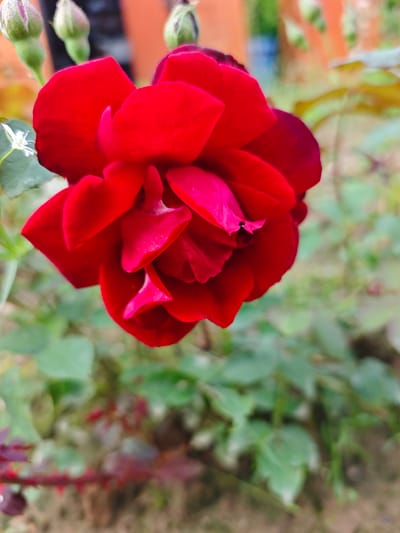 A close-up, shallow depth of field photograph captures a vibrant red rose in bloom. The rose's petals are a deep crimson, with some appearing slightly darker and velvety towards the center. Several rosebuds, still tightly closed and green, are visible in the background, along with blurry green foliage and a hint of an orange structure. The image is taken outdoors, likely in a garden setting. The location is identified as Лужники Снт, Russia.