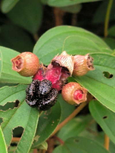 A cluster of small, reddish-brown, bell-shaped flowers with visible red interiors and spiky, papery calyxes are arranged on a green stem. Among the flowers, a single, dark, bumpy berry is visible, appearing wet and glistening. The surrounding foliage consists of broad, green leaves, some with small holes. The scene is outdoors, suggesting a natural environment like a garden or park, potentially in Keudeunga, Indonesia, given the presence of tropical flora. There are no people or discernible actions occurring.