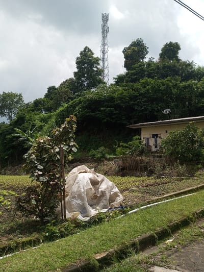 The image, captured in Vieng Phouka, Laos, presents a daytime scene under an overcast sky. In the immediate foreground, a concrete curb separates a paved surface, likely a road, from a strip of green grass and dirt. To the left of this strip, a small plant with reddish-green foliage is visible, supported by a thin stake. Adjacent to this plant, a large, crumpled, off-white plastic sheet rests on the ground. Behind these objects, a flat area covered with rows of low-growing green plants, indicative of cultivation, extends into the midground.
Further into the midground, to the right, a single-story building with light-colored walls, possibly yellow or beige, and a dark-colored roof is partially visible. A door and a window are discernible on its facade, and a small, rustic wooden fence runs in front of a portion of the building. The building is situated at the base of a steep, densely vegetated hillside covered with various green trees and shrubs.
Dominating the upper background is a tall, gray metal lattice telecommunications tower, equipped with multiple antennas, rising prominently above the treeline on the summit of the hill. The sky is uniformly gray with clouds, indicating an overcast condition. No individuals are present in the scene, and no actions or interactions are depicted.