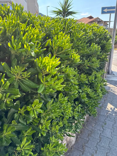 The image is a close-up, eye-level shot of a dense, green hedge with glossy leaves, illuminated by bright sunlight. The hedge is positioned along a sidewalk paved with interlocking gray stones. In the background, a white building with windows is visible, and beyond that, a reddish-tiled roof of a house. A portion of a palm tree is visible in the upper left, and a blue street sign with a white arrow pointing left is mounted on a pole to the right of the hedge. The scene appears to be a street in Lapčići, Montenegro, on a sunny day. There are no people or animals in the frame.