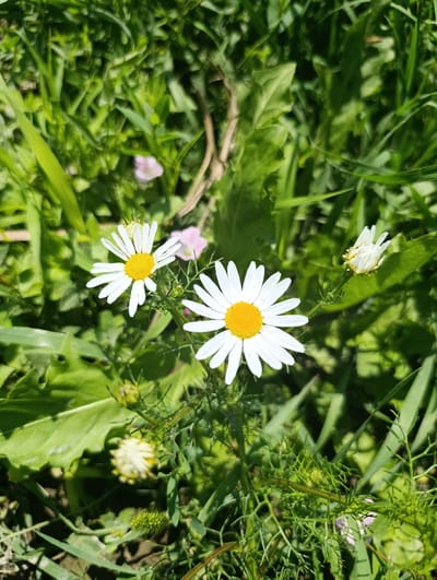 A close-up, high-angle, eye-level shot captures two white daisies with yellow centers in a field of green grass. The daisies are the primary subjects, with one prominently in the center and another to the left. In the background, the grass is lush and varied in texture and shade of green, with hints of other small plants and possibly a few pinkish-purple wildflowers. The lighting suggests it is daytime, with bright sunlight creating highlights on the petals and leaves. There are no people visible in the image. The scene depicts a natural outdoor environment.