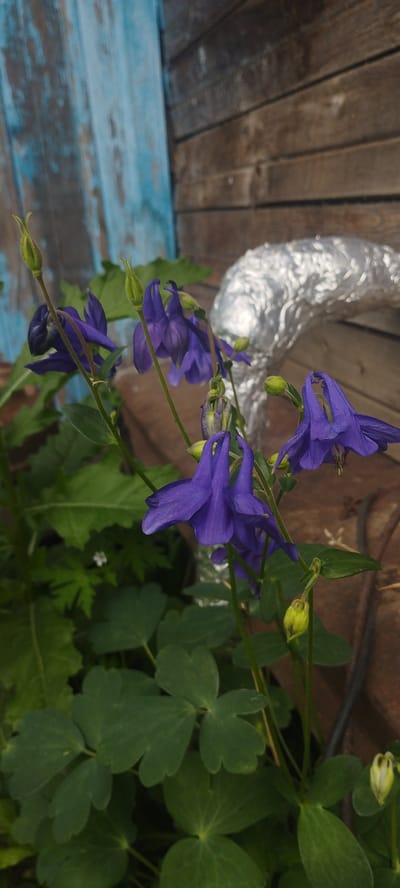 The image shows a close-up, low-angle view of purple columbine flowers in bloom, set against a backdrop of weathered wooden planks and a faded blue painted wooden surface. A piece of silver-wrapped insulation material curves through the upper right portion of the frame. The ground appears to be made of rough, brown wood. The setting suggests an outdoor location, possibly a garden or yard in a rural area such as Pokosnoye, Russia, given the rustic wooden elements. There are no people or animals visible in the image. The lighting is natural, indicating it was taken during daylight hours.
