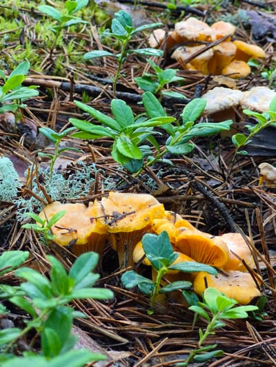 This is a close-up, eye-level, outdoor, full shot photograph of a cluster of golden chanterelle mushrooms growing on the forest floor in Hargla, Estonia. The mushrooms are bright yellow-orange and have distinctive wavy caps and visible gills. They are nestled amongst a bed of fallen pine needles and moss, with several small green plants with round leaves growing around them. In the background, more pine needles and some pale green and blue lichen are visible. The lighting suggests it is daytime, with soft, diffused light. There are no people or animals in the image.