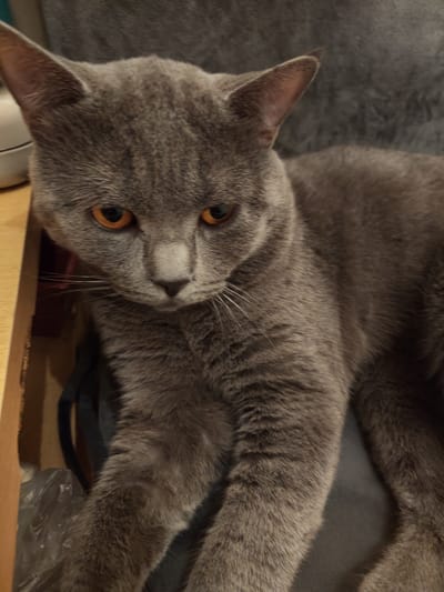 A close-up, low-angle, indoor shot focuses on a grey cat with orange eyes. The cat is lying down, with its head tilted slightly to the left. Its fur appears soft and dense. The background is blurred, suggesting a shallow depth of field. The cat is positioned on a surface that appears to be a couch or chair, with a dark grey, textured fabric. To the left of the cat, a light brown wooden surface is visible, possibly a table or shelf. A white object, partially visible on the far left, could be an appliance or electronic device. The overall lighting is dim, creating soft shadows and highlighting the texture of the cat's fur and the background. The image has a casual, domestic feel. There is no indication of the location being in Anderlecht, Belgium.