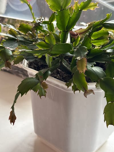 The image shows a close-up of a Christmas cactus plant in a white plastic pot. The plant has green, segmented leaves with serrated edges. Some of the leaves are tinged with red, particularly at the tips. There are also some new buds or small leaves emerging. The soil is dark and visible in the pot. The plant is placed on a white surface, possibly a windowsill, with a blurred background that suggests an indoor setting with a window. The lighting appears to be natural light coming from the side, highlighting the texture and form of the plant. The city of Zhovte, Ukraine is not visible in this image, nor are there any people or specific actions depicted.