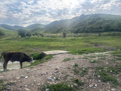 In the city of Kashka-Suu, Kyrgyzstan, a solitary dark-colored calf with white markings on its face stands in shallow water near a gravelly path. The calf is positioned to the left of the frame, its head lowered as if to drink or graze. To the right of the calf, a concrete slab forms a makeshift bridge over a channel of water. The surrounding environment is a verdant, hilly landscape. Lush green grass covers rolling hills in the middle and background, dotted with trees and shrubs. A rustic wooden fence runs horizontally across the middle ground, separating the fields. The sky above is partially cloudy, with bright sunlight filtering through gaps in the clouds, creating sunbeams that illuminate the scene. The overall impression is one of a peaceful rural setting.