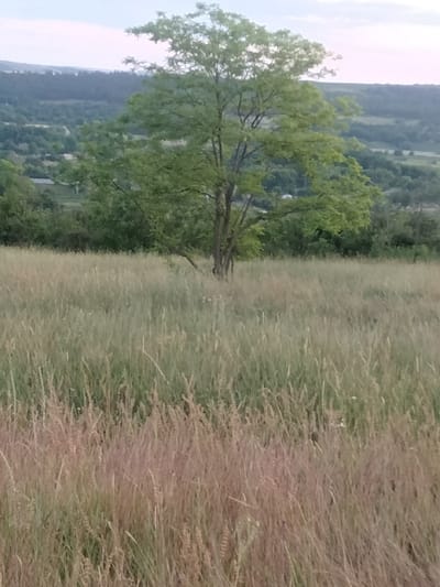 This media file depicts a pastoral landscape in Ananiv, Ukraine. The scene is dominated by a large grassy field in the foreground, with tall, dry grasses in shades of beige and tan mixed with greener stalks. In the middle ground, a solitary, leafy green tree stands prominently. Behind the tree, a densely wooded area forms a dark green band, and beyond that, rolling hills covered in greenery and scattered trees stretch into the distance. The sky above is a pale, hazy blue, suggesting it is either early morning or late evening, with a muted, diffused light. There are no visible people or specific objects of interest. The overall impression is one of tranquility and natural beauty, characteristic of a rural setting at dusk or dawn. The image captures a serene, undeveloped natural environment.
