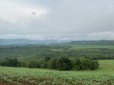 This expansive landscape photograph, taken in Strazhitsa, Bulgaria, captures a vast rural scene under a heavily overcast sky. In the foreground, a large agricultural field is visible, filled with numerous young, green plants, likely sunflowers, growing in neat rows on dark soil. The plants have broad, undeveloped leaves.

Beyond this field, a band of dense, mature trees separates the immediate foreground from the midground. The midground consists of rolling hills and valleys, largely covered by a thick canopy of deciduous trees and interspersed with other cultivated fields. One field on the right side of the midground exhibits distinctive circular patterns, indicative of specific agricultural practices.

In the distance, multiple layers of mountains or high hills recede into the haze, partially obscured by a thick layer of low-lying clouds or mist that merges with the horizon. The entire sky is a uniform, light grey, completely covered by heavy clouds, suggesting an overcast day with diffused light and possibly humid or cool weather conditions. No direct sunlight is visible. There are no people, animals, or structures, nor any visible text in the image. The scene conveys a sense of tranquility and the vastness of the natural and agricultural landscape.