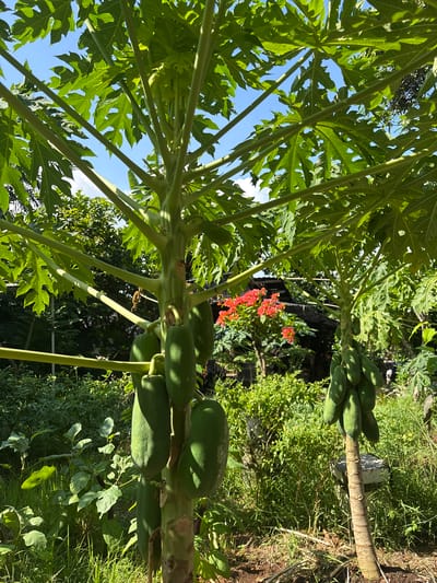 The image shows a close-up of a papaya tree loaded with unripe papayas in Cemagi, Indonesia. The tree trunk is visible, surrounded by green foliage and grass. Red flowers are visible in the background. The sky is blue. The angle of the shot looks up towards the tree's canopy.