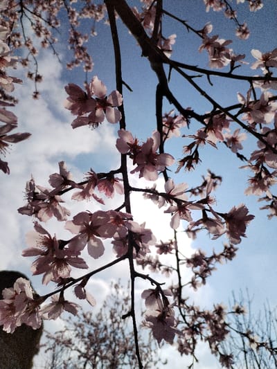 The image presents a low-angle view of numerous light pink blossoms on dark, branching deciduous tree limbs, set against a bright, partially clouded blue sky. Strong backlighting, originating from a visible sun in the mid-right, renders petals translucent and branches silhouetted. Scattered white cumulus clouds occupy the upper-left and central sky. Out-of-focus deciduous trees, also in bloom, form the lower background. No individuals, anthropogenic objects, or explicit actions are depicted. The scene is located in Limbur, Uzbekistan.