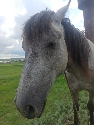 The image shows a close-up of a grey horse's head. The horse's mane is dark brown and somewhat windswept. Its eye is visible, and the skin around it appears somewhat weathered. The horse's muzzle is dark and moist, with a rough texture. A rope is visible, tied around the horse's neck, suggesting it is tethered or being led. The background consists of a blurred green field under a cloudy sky, with hints of distant buildings and trees, indicating a rural setting. The overall lighting suggests it is daytime, possibly late afternoon or early evening, given the soft light. The image is oriented vertically. The horse appears calm or perhaps slightly tired. No text is visible in the image.