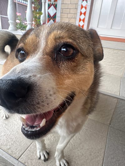 This is a close-up, low-angle, vertical photograph of a dog's face. The dog appears to be a mixed breed with brown and tan fur, a black nose, and brown eyes. Its mouth is open, revealing its teeth and pink tongue. The dog is lying down on a tiled floor, which appears to be an outdoor patio or balcony. In the background, there is a white railing with some plants and flowers visible. The lighting suggests it might be daytime. The overall impression is one of a friendly and curious animal. There is no visible text in the image.