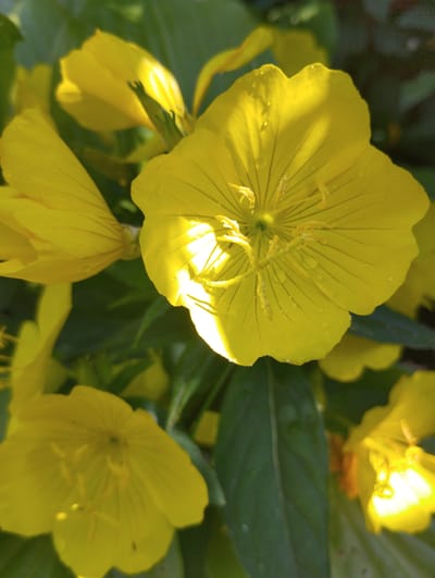 In Voroshylivka, Ukraine, a cluster of vibrant yellow flowers, likely evening primroses, are in full bloom. The image focuses on a prominent bloom in the foreground, its delicate petals catching the sunlight, which creates a bright halo effect around the center of the flower. Water droplets are visible on the petals, suggesting recent rain or dew. Other flowers and lush green foliage form the background, creating a soft bokeh effect. The scene captures the natural beauty of the flowers in a serene outdoor setting.