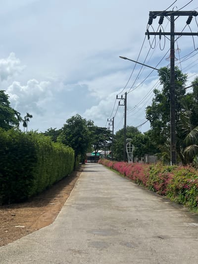 The image depicts a concrete road in Pa Khlok, Thailand, lined with a dense green hedge on the left and a vibrant pink flowering bush on the right. Overhead, power lines are supported by wooden poles, with a streetlamp also visible. The sky is partly cloudy, with large white cumulus clouds against a pale blue background. Trees are scattered throughout the scene, and in the distance, a white, cage-like sculpture stands amidst the vegetation. The overall impression is a rural or suburban street scene under a bright, overcast sky.