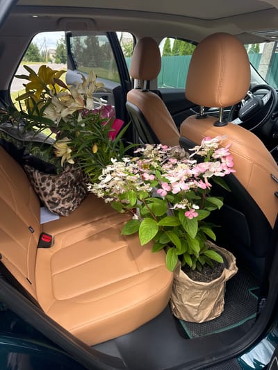 The image shows the interior of a car, specifically the back seats. Two large bouquets of flowers, one with yellow and white lilies and the other with pink and white hydrangeas, are placed on the seats. The car has tan leather seats and a black floor mat. A leopard-print bag is visible behind the lilies. The car appears to be parked outdoors, with trees and a fence visible through the open doors and windows. The scene is calm and there are no people visible in the image. The location is identified as Сароцкі сельскі Савет, Belarus.