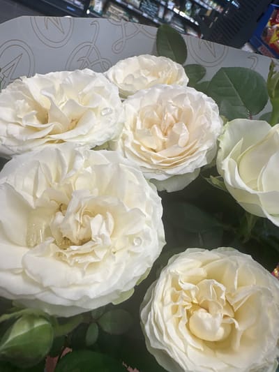 A close-up, overhead shot features a bouquet of lush, white roses, their petals layered and unfurling. Some roses show dew drops, hinting at freshness. The background is a mix of dark green foliage, and a partially visible patterned wrapping paper in pale gray with subtle gold circular motifs. To the left, a blue plastic basket, possibly a shopping basket, is visible, containing blurred items that appear to be packaged goods, suggesting a retail or market setting. The overall mood is serene and elegant, highlighting the natural beauty of the roses. The image appears to be taken indoors, with artificial lighting likely contributing to the bright illumination of the flowers. No text is clearly discernible in the image.