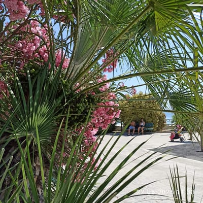 In Trani, Italy, on June 22, 2025, at 11:30 AM, a sunny outdoor scene unfolds. The foreground is dominated by lush green palm fronds and a branch laden with clusters of green fruits and pink oleander flowers. Beyond this foliage, a paved walkway stretches towards the sea. On the left side of the walkway, two individuals, a man and a woman, are seated on a green bench, appearing relaxed. Further along the walkway, on the right, a person is seated in a stroller, facing away from the camera. A glimpse of the blue sea is visible in the background, suggesting a coastal location. The overall atmosphere is one of a tranquil day in a Mediterranean setting.