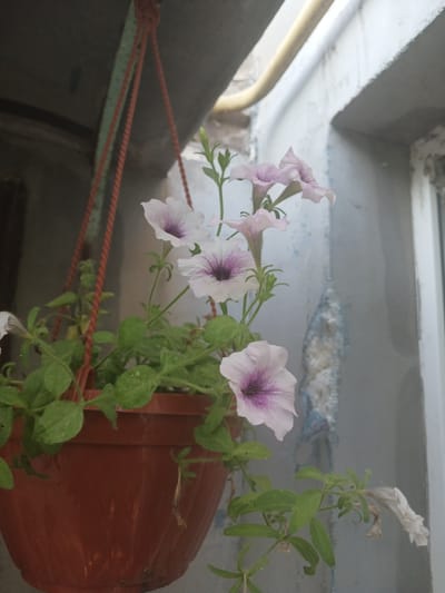 This media file shows a close-up view of a hanging planter containing light purple petunia flowers. The planter, made of reddish-brown plastic, is suspended by thick, braided orange ropes. The flowers are in various stages of bloom, with some fully open and others partially closed. The open flowers display delicate purple veining radiating from the center. The plant has green leaves and stems, some of which appear to be trailing downwards.

In the background, there are structural elements that suggest an outdoor or semi-outdoor setting, possibly a balcony or windowsill. These include a grey concrete wall with some texture and what appears to be part of a window frame or ledge at the top. There are also hints of other structures, possibly pipes or railings, in muted colors. The lighting suggests it is daytime, but no specific time can be determined. The overall impression is one of a home garden or decorative plant.

There is no visible text in the image.
