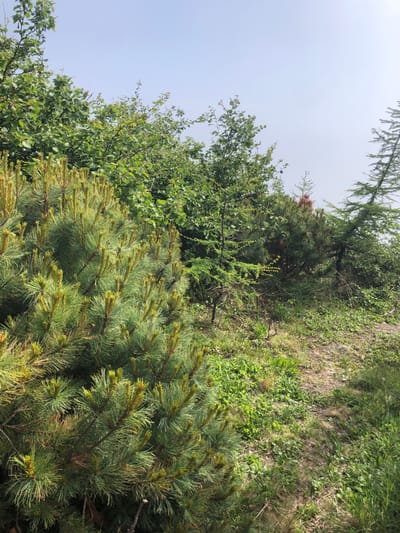The image depicts a natural scene with lush vegetation in Ola, Russia. In the foreground, a dense pine tree with vibrant green needles is prominent. Behind it, a variety of deciduous trees and other coniferous trees create a layered effect. The ground is covered with a mix of green grass, dry leaves, and sparse undergrowth, suggesting a somewhat wild or uncultivated area. The sky above is a pale, overcast blue. The overall impression is one of a serene, natural landscape.