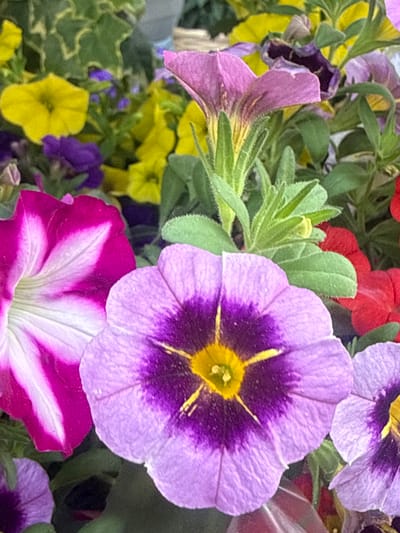 This close-up image presents a dense arrangement of blooming flowers and green foliage. In the immediate foreground, a prominent lavender-purple flower, consistent with a calibrachoa or small petunia, features a darker purple center that radiates outwards to lighter purple petals, with a bright yellow pistil/stamen cluster at its core. To its left, a large, open petunia-type flower displays vibrant magenta petals with distinct white radial stripes extending from its center.
Behind these main subjects, various other flowers are visible. To the left and slightly further back, several bright yellow flowers, similar in shape to the central purple bloom, are interspersed with green leaves. In the mid-ground, behind the central purple flower and to the right, hints of red flowers emerge. In the upper right background, faded or slightly wilting lavender-purple blossoms are discernible.
The scene is densely packed with green foliage and stems, some exhibiting fine, light-colored hairs. In the upper left background, variegated green and yellowish leaves, possibly from an ivy or similar plant, are present. The lighting is bright and natural, illuminating the vibrant colors of the flowers. A blurred, light-colored, possibly woven texture, suggestive of a planter rim or basket, is faintly visible in the upper far right background. No individuals or explicit man-made structures are discernible within the frame.
If located in the city of Sapareva Banya, Bulgaria, this floral display would be consistent with cultivated garden or planter flora common in urban or residential settings. The image itself contains no specific geographical markers to confirm this location.