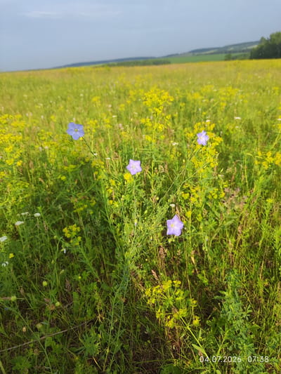 This is a vertical, eye-level, outdoor photograph taken in a meadow near Konovalovo, Russia. The foreground is dominated by lush green grass and various wildflowers, including small white flowers and clusters of yellow flowers. Several delicate, tall-stemmed blue flax flowers are prominent, with one in the center and others scattered throughout the midground. In the background, a vast, rolling field of yellow and green stretches towards a tree line under a partly cloudy, pale blue sky. The overall scene depicts a natural, sunlit landscape. The image has a timestamp in the lower right corner reading "04.07.2026 07:38".