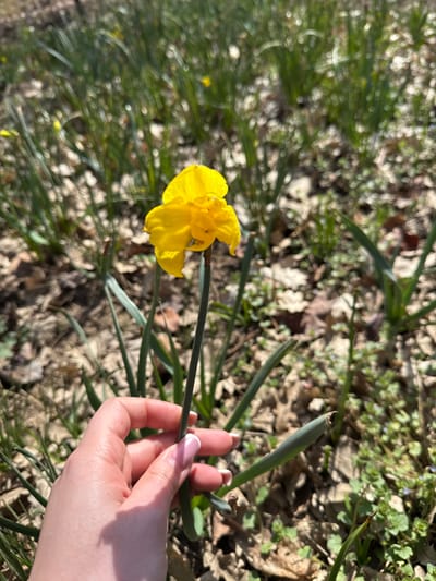 A close-up photograph taken in the city of Senokos, Bulgaria, captures a human hand holding a single yellow daffodil (Narcissus) flower. The hand, exhibiting fair skin and French-manicured fingernails, grasps the green stem of the blooming daffodil. The flower displays vibrant yellow petals (perianth) surrounding a darker yellow central trumpet (corona). The background consists of a sunlit natural environment, characterized by an uneven ground cover of dry brown deciduous leaves, intermingled with patches of green grass and small, unidentified green herbaceous plants. The immediate area around the daffodil shows additional green plant stems, some appearing to be undeveloped daffodil foliage. Direct sunlight illuminates the scene, creating distinct highlights and soft shadows. The daffodil and the hand are in sharp focus, while the background elements are out of focus.