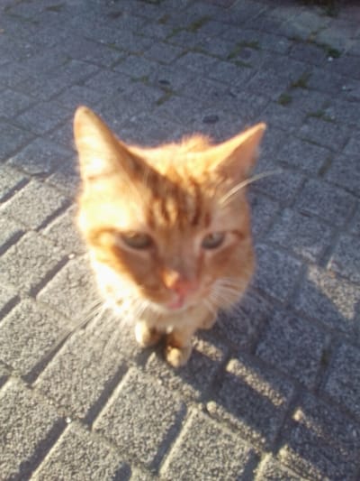 An outdoor, eye-level, medium shot captures an orange tabby cat sitting on a grey brick walkway. The cat's face is slightly out of focus, but its green eyes are visible. Its ears are pointed upwards. The cat is facing the camera, and its whiskers are prominent. Sunlight casts shadows on the brick walkway, indicating it is likely daytime. The scene is set in an urban environment, possibly a park or a street in Beylikdüzü, Turkey.