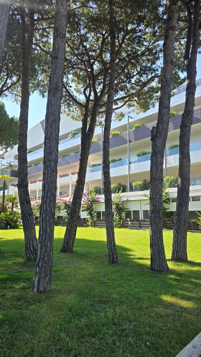 This is a landscape photograph, likely taken during the day, as indicated by the bright sunlight casting shadows across the scene. The image features a row of mature pine trees in the foreground, their textured bark and branches creating a natural screen. Behind the trees, a modern building with multiple balconies and glass railings is visible. The building's exterior appears to be a light cream or beige color, with accents of darker horizontal lines.

The ground in front of the building is covered in lush green grass, meticulously maintained. On some of the balconies, there are planters with flowering plants, adding touches of pink and white to the architecture. The trees themselves are tall and their branches extend upwards and outwards, partially obscuring the view of the building and the sky, which appears to be a clear blue. The overall impression is one of a well-kept outdoor space, likely a garden or park area adjacent to a residential or hotel complex. The scene evokes a sense of tranquility and natural beauty, with the trees providing a sense of privacy and shade.

The photograph is oriented vertically, suggesting it might have been taken with a smartphone or a camera in portrait mode. The perspective places the viewer at ground level, looking slightly upwards towards the trees and the building. The lighting suggests it is a sunny day, likely late morning or early afternoon, given the length and angle of the shadows. There are no people visible in the image, and no text is present. The location context of San Michele al Tagliamento, Italy, suggests a Mediterranean setting, consistent with the architecture and the presence of pine trees.