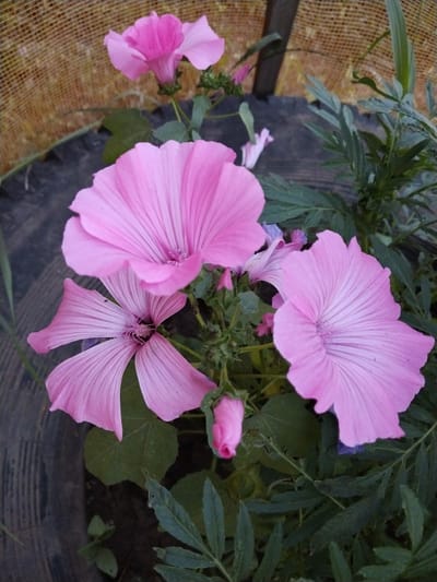 The image displays a close-up view of several vibrant pink mallow flowers in various stages of bloom, some fully open and others as buds. The flowers are the primary subjects, with their delicate petals and intricate vein patterns clearly visible. They are surrounded by lush green foliage and appear to be growing in a pot or container, suggested by the dark, textured material visible at the bottom of the frame. In the background, a woven, yellowish mesh-like structure creates a backdrop. The scene suggests an outdoor setting, possibly a garden or balcony. There are no people or animals present in the image, and no specific actions or interactions are depicted. The overall impression is one of natural beauty and botanical detail. There is no information within the image to suggest its location in the city of Зелёное, Russia.