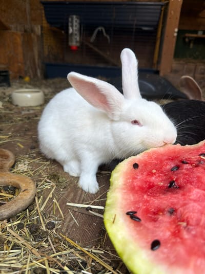 A close-up, top-down shot captures a fluffy white rabbit with pink eyes nibbling on a slice of bright red watermelon. The rabbit's face is pressed against the juicy fruit, its whiskers fanned out against the rind. A dark-colored rabbit is partially visible behind the white one, its fur a stark contrast to the lighter rabbit and the watermelon. The scene is set on a wooden floor covered with straw and scattered pieces of hay, suggesting an outdoor enclosure or a farm animal's living space. Small, dark droppings are visible in the hay, typical of rabbits. In the background, a blue and black cage structure with a water dispenser can be seen, indicating a controlled environment. The lighting suggests it's daytime, casting soft shadows. The overall impression is one of a peaceful moment of a young rabbit enjoying a treat. No visible text is present in the image. The location context provided is Poing, Germany.