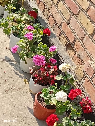 A row of potted geraniums with pink, white, and red blooms sits on a concrete surface alongside a brick wall. The plants are arranged in white and terracotta planters. The scene is illuminated by sunlight, casting shadows on the concrete. The timestamp "08.07.2026 08:15" and "REDMI 14C" are visible in the lower portion of the image. The location is identified as Kenesh, Kyrgyzstan.