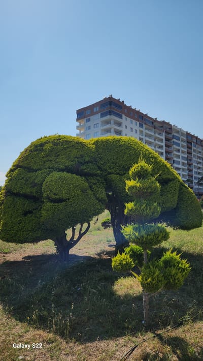 The image depicts a meticulously maintained landscape in Erdemli, Turkey, under a clear, bright blue sky. In the foreground and midground, two large, extensively pruned evergreen trees or shrubs dominate the scene. The tree on the left features a broad, dense, sculpted canopy with a distinct, undulating, almost cloud-like form. Its trunk is multi-stemmed and gnarled. To its right, a tall, slender topiary is visible, characterized by multiple tiers of spherical, tightly clipped green foliage. Both trees cast prominent, dark shadows on the dry, sparse grass covering the ground, which also shows patches of exposed soil and some wild vegetation. A dark, thin hose or cable runs diagonally across the lower right section of the ground. In the background, a large, multi-story residential building extends across the frame. The building exhibits a facade with white and reddish-brown sections, numerous balconies (some enclosed with glass panels), and features what appear to be solar water heaters or similar installations on its roofline. No people or animals are visible in the frame. A "Galaxy S22" watermark is present in the bottom left corner.