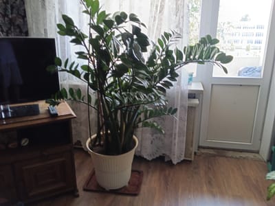 A medium shot shows a large potted plant with dark green leaves and a pale yellow pot. The plant is positioned on a dark brown mat on a wooden floor. To the left of the plant is a dark brown wooden cabinet with two drawers, topped with a black television. A remote control rests on the cabinet. In the background, sheer white curtains hang in front of a window, with a glimpse of buildings and trees visible outside. The scene appears to be indoors, in a residential setting. The location is identified as Drahichyn, Belarus.