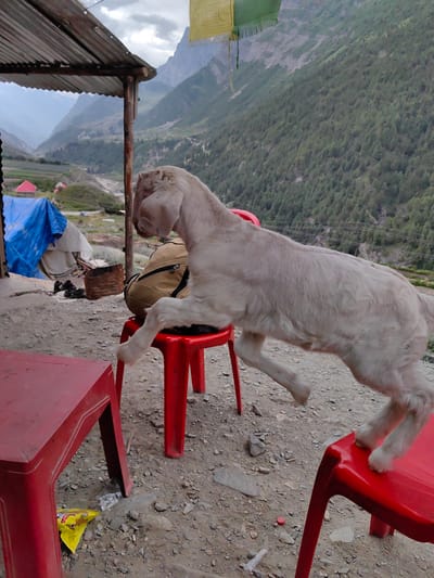The image shows a light-colored goat standing on a red plastic chair, with its front legs extended, appearing to be in motion. The goat is positioned in what looks like an outdoor seating area. In the foreground, another red plastic chair is partially visible. Behind the goat, a brown backpack is placed on the red chair. The ground is covered with gravel and scattered rocks. Further in the background, there's a rustic structure with a corrugated metal roof, and blue and white tarpaulins, suggesting a makeshift shelter or stall. The backdrop features a majestic mountain landscape with lush green trees covering the slopes, indicative of a mountainous region. The sky is cloudy. This scene appears to be located in the vicinity of Gondhla, India, given the mountainous terrain and the general rustic setting.