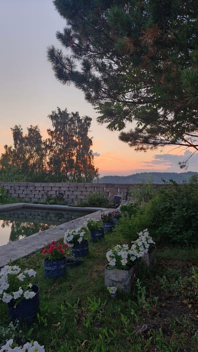 A tranquil evening scene unfolds at a property in Kurbatovo, Russia, near dusk. A pond, reflecting the soft hues of the sunset, is bordered by a concrete edge and a low, weathered brick wall. In the foreground, an assortment of potted flowers, including vibrant red and delicate white petunias, are arranged on a grassy lawn. Lush green bushes and trees provide a natural backdrop, with a large pine tree dominating the upper right portion of the frame, its branches reaching towards the sky. The sky itself is a canvas of soft pastels, with hints of orange and pink from the setting sun, and a few wispy clouds. The overall atmosphere is one of peaceful serenity.