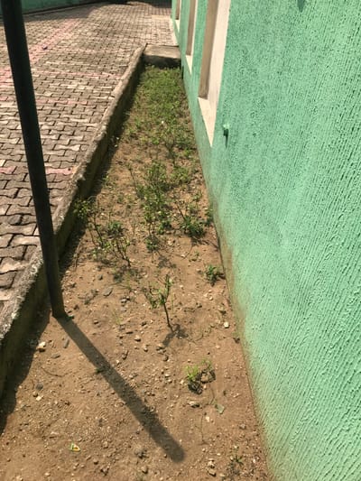 This image depicts an outdoor urban environment, consistent with a general setting within Calabar, Nigeria. No specific identifying landmarks are present to indicate an exact street or address within the city.
The scene features a narrow, unkempt garden strip positioned between a textured building wall on the right and a paved pathway on the left. The building wall is painted a vibrant, light green with a heavily textured, stucco-like finish. Two light-colored, possibly off-white or cream, window sills or decorative architectural elements are visible along this wall, casting small shadows. The garden strip consists of dry, light-brown soil with scattered small rocks and sparse green vegetation, appearing to be a mix of small, shrubby plants (possibly young chili peppers) and weeds. This strip is bordered on the left by a low, weathered concrete curb. To the left of the curb lies a pathway constructed from interlocking concrete pavers, displaying a mix of reddish-brown and gray tones in a repeating pattern. In the immediate foreground on the left, a slender, dark vertical pole stands, casting a long, distinct shadow diagonally across the garden strip and partially onto the paved area, indicating bright, direct sunlight. No people, objects other than the described architectural and natural elements, or discernible actions or interactions are present in the frame.