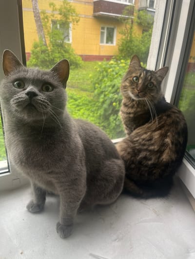 Two cats are sitting on a windowsill. A grey cat is in the foreground, looking up and to the left. A tabby cat is in the background, looking forward. The windowsill is white and there is a screen in front of the window. Outside the window, there is a yellow building and green trees. The scene is consistent with an interior shot taken in Belyye Berega, Russia.