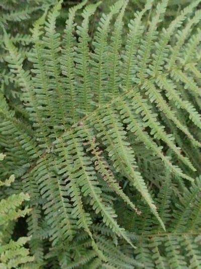 The image is a close-up, overhead shot of a cluster of green ferns. The ferns are densely packed, with their fronds overlapping and creating a textured, layered appearance. The color of the ferns ranges from a light, almost lime green to a darker, richer green. The lighting is natural, casting subtle shadows that emphasize the intricate details of the fronds. The background is a blurred mass of darker green, suggesting more foliage or the forest floor. There are no people or man-made objects visible in the image. The scene is entirely natural, focusing on the delicate and complex structure of the ferns. This image could be found in a wooded area or a garden in the Крупіцкі сельскі Савет, Belarus, where ferns are a common element of the flora.