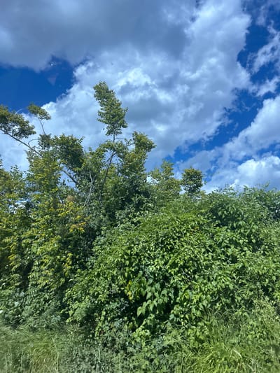 The image depicts a lush, green landscape under a sky filled with fluffy white clouds against a vibrant blue backdrop. The foreground is dominated by dense foliage, with various types of trees and bushes forming a thick, overgrown barrier. Some of the trees have lighter green leaves, suggesting they might be deciduous, while others are a darker, richer green. In the distance, the foliage continues to stretch, creating a sense of depth. The sky is a striking blue, punctuated by scattered white clouds, some of which are illuminated by sunlight, giving them a bright, airy appearance. The overall impression is one of a wild, untamed natural environment. The location is identified as Konstantinovo, Bulgaria, implying this scene is a representation of the natural beauty of this region.